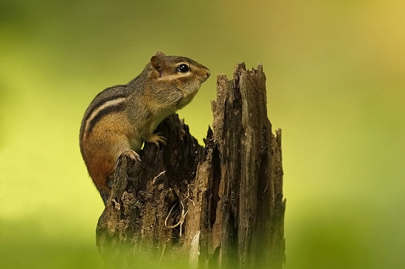 chipmunk