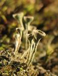 Cladonia