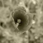 Papaver somniferum