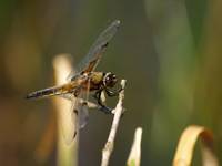 Dragon Fly