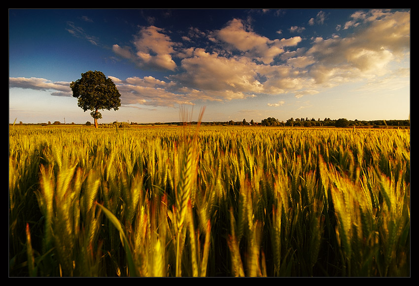 Golden Afternoon...