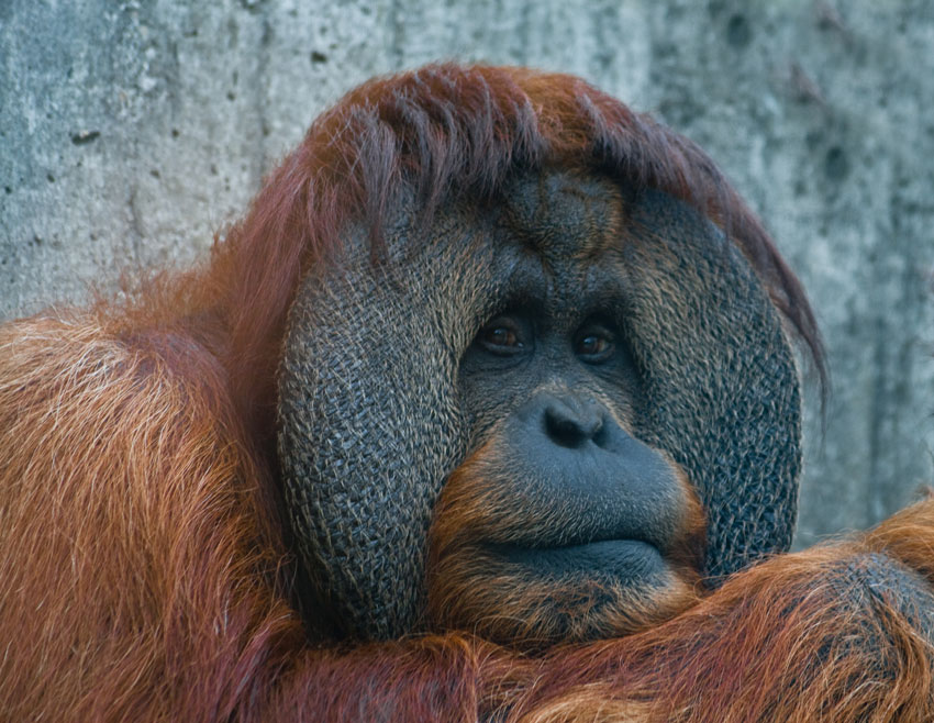 Orangusutanus