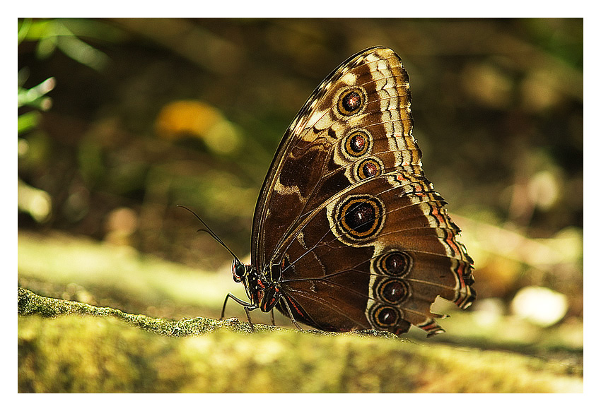 \"Motyl - chwila życia\"