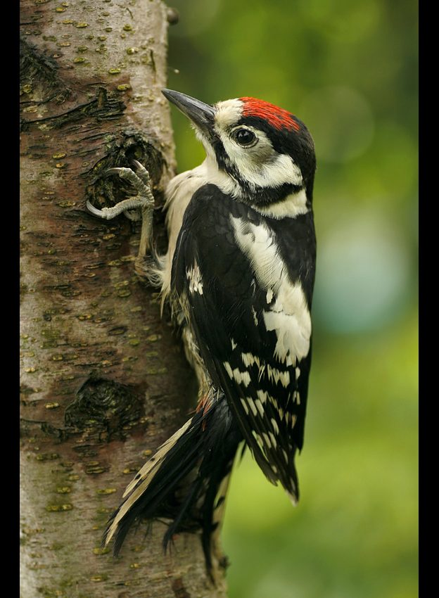 Młody dzięcioł duży (Dendrocopos major)