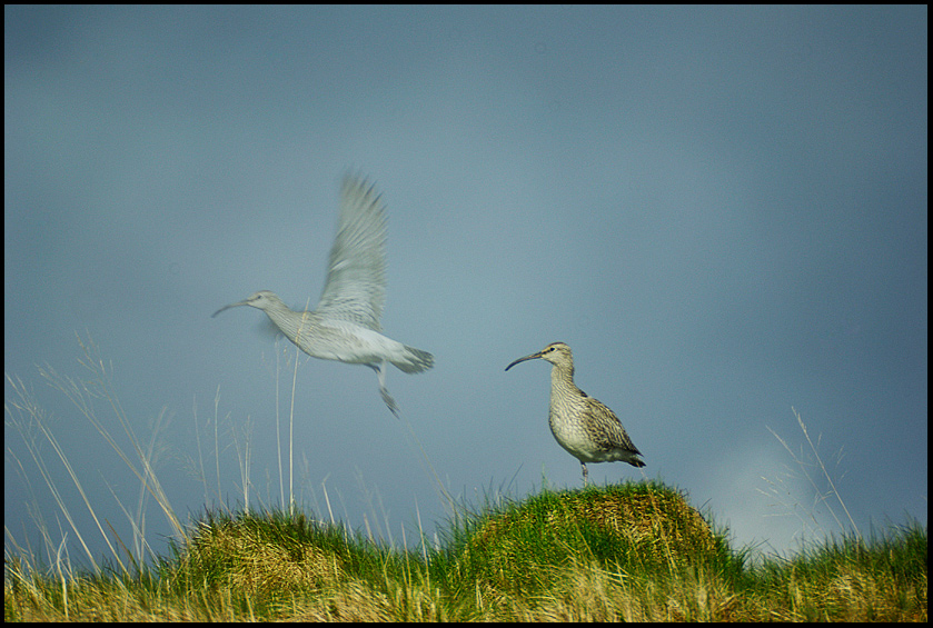 Kulik mniejszy	Numenius phaeopus