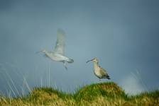 Kulik mniejszy	Numenius phaeopus