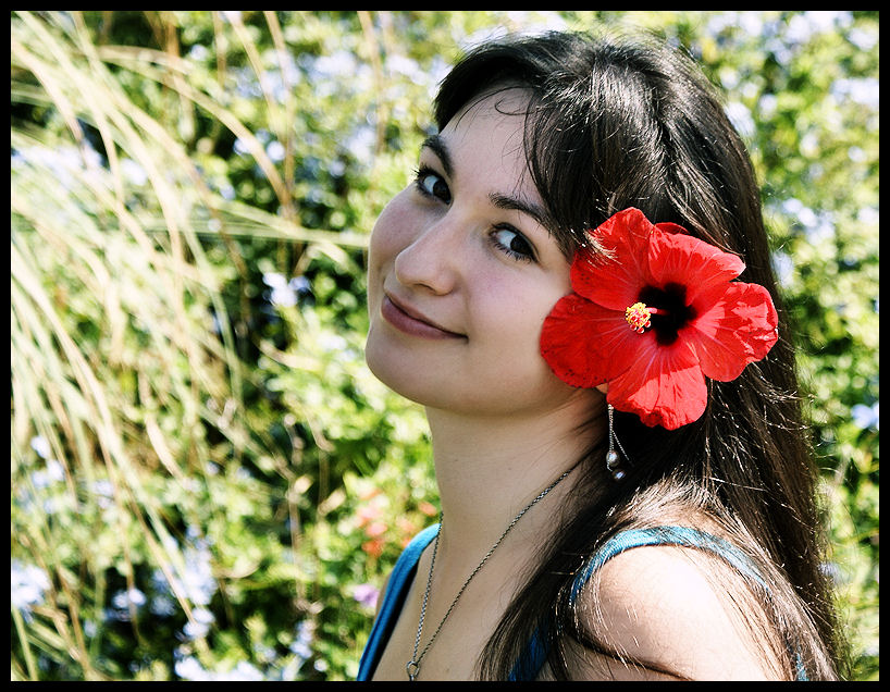 hibiskus