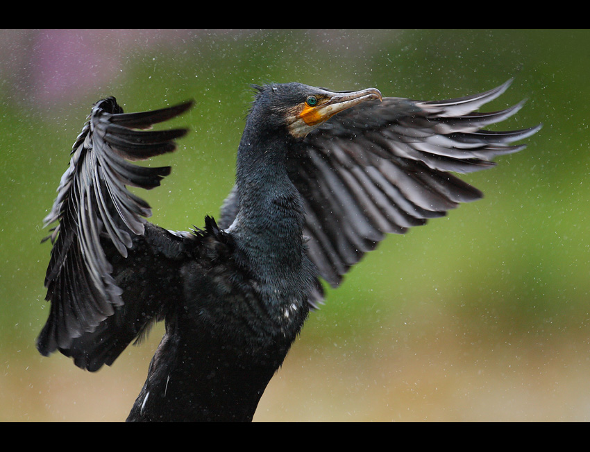 Kormoran Czarny - portret dynamiczny...