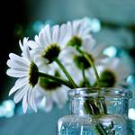 Argyranthemum frutescens 05