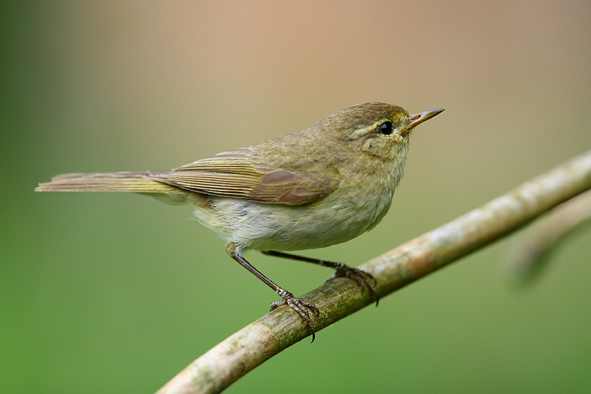 Pierwiosnek Phylloscopus collybita