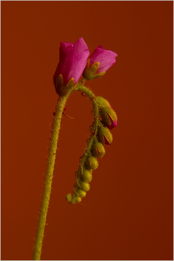 Drosera capensis