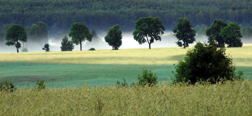 nadchodzi mgła