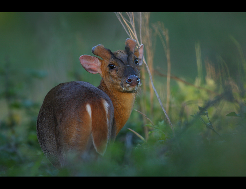 Muntjac-w naturze...