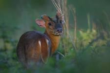 Muntjac-w naturze...