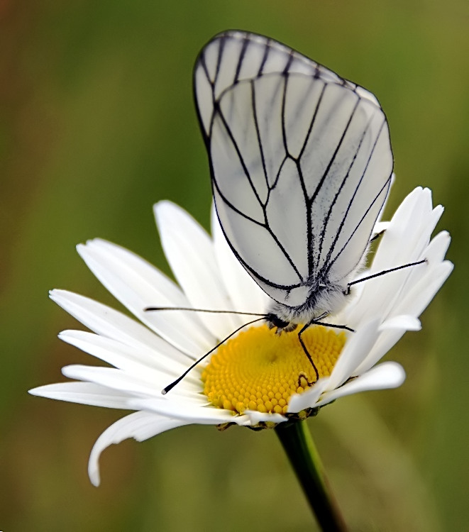 motyl