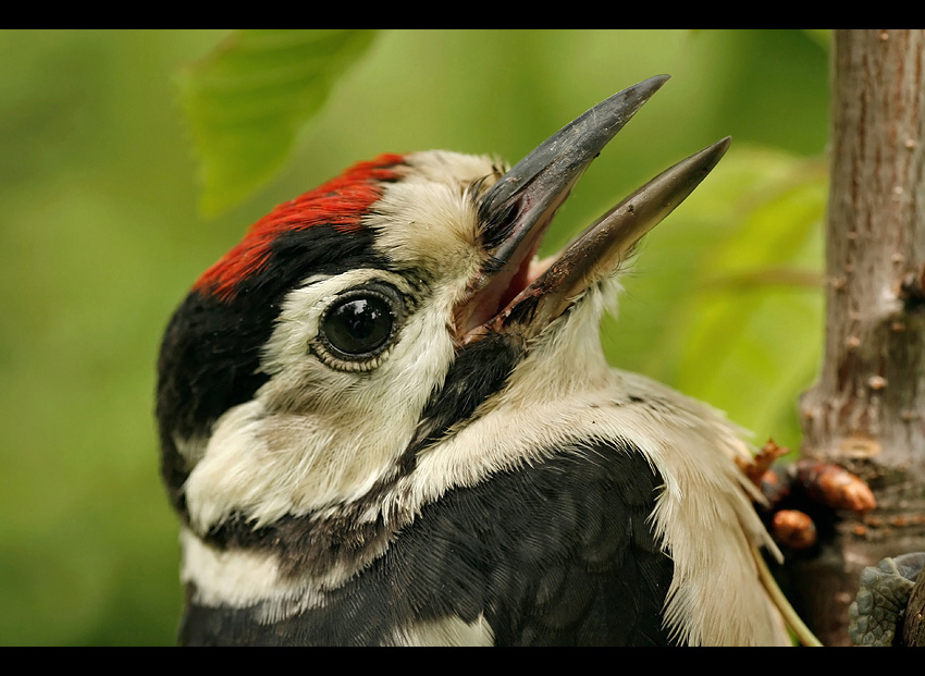 Dzięcioł duży (Dendrocopos major)