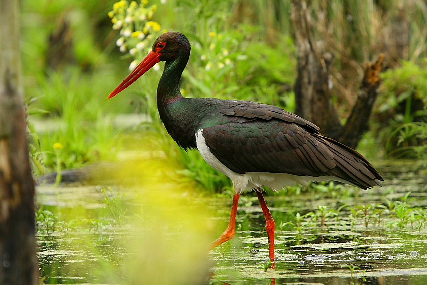 Bocian czarny Ciconia nigra