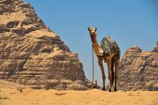 Na pustyni  Wadi Rum