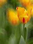 Tulipany.....