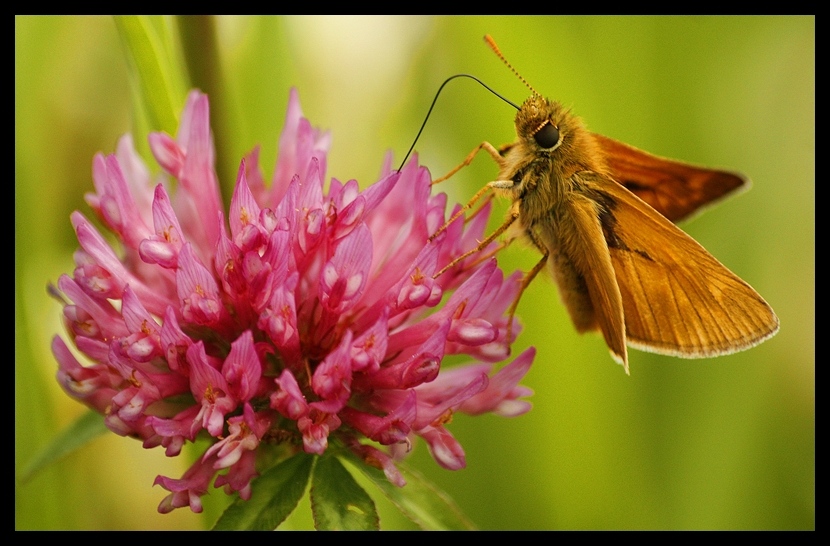 Motyl