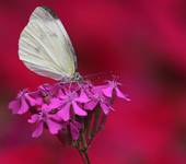 Pieris in red...