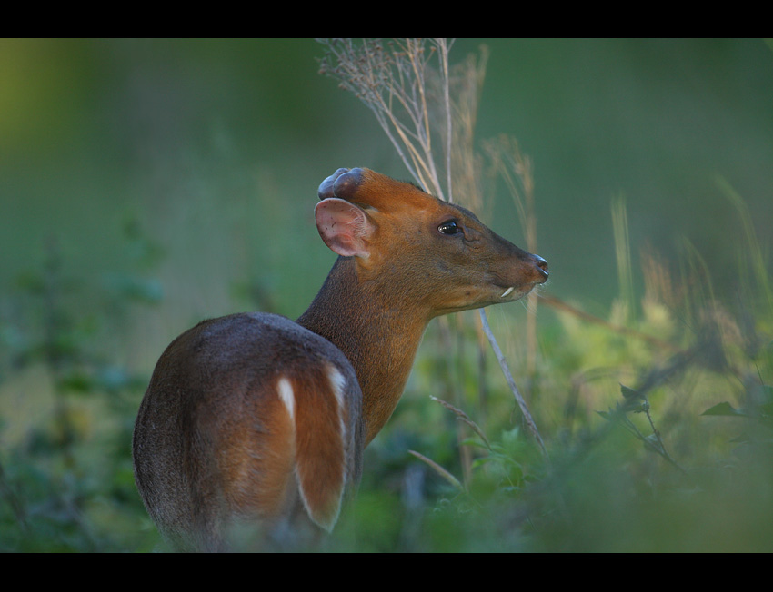 Muntjac-w naturze II...