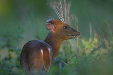 Muntjac-w naturze II...