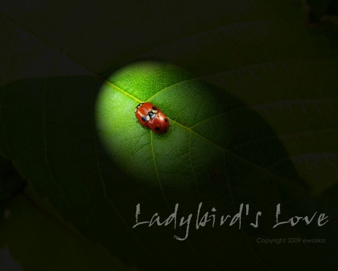 Ladybird\\\\\\\\\\\\\\\'s Love