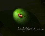 Ladybird\\\\\\\\\\\\\\\'s Love