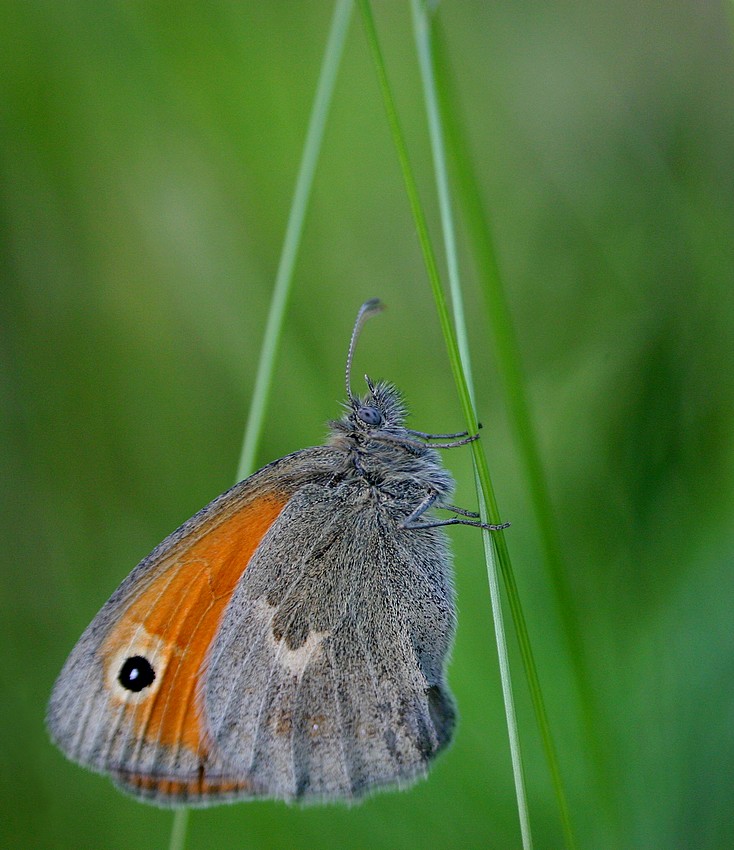 Motyl i geometria