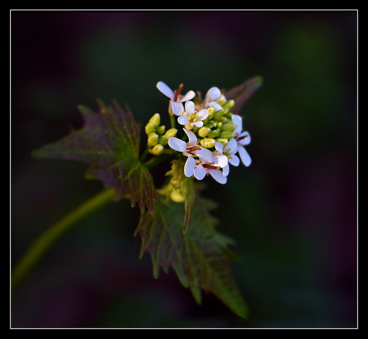 Alliaria petiolata