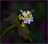 Alliaria petiolata