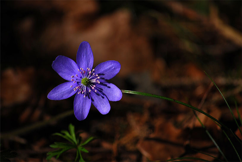 Hepatica nobilis