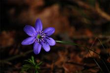 Hepatica nobilis