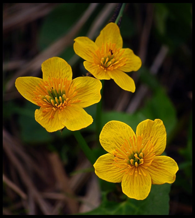 Caltha palustris