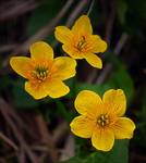 Caltha palustris