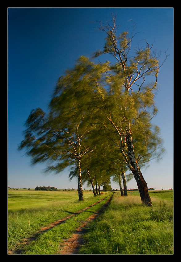 Rozwichrzone nad głową...