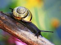 Snail's tales