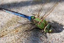 Blue Dragonfly