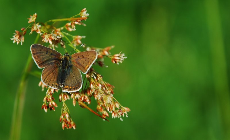 czerwończyk zamgleniec  (Lycaena alciphron)