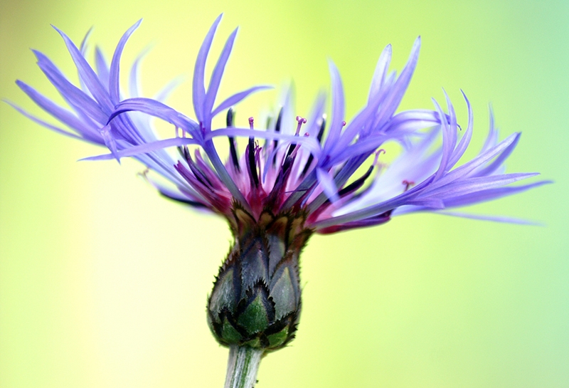 Centaurea cyanus