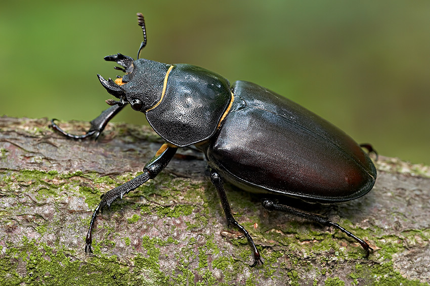 Samica jelonka rogacza