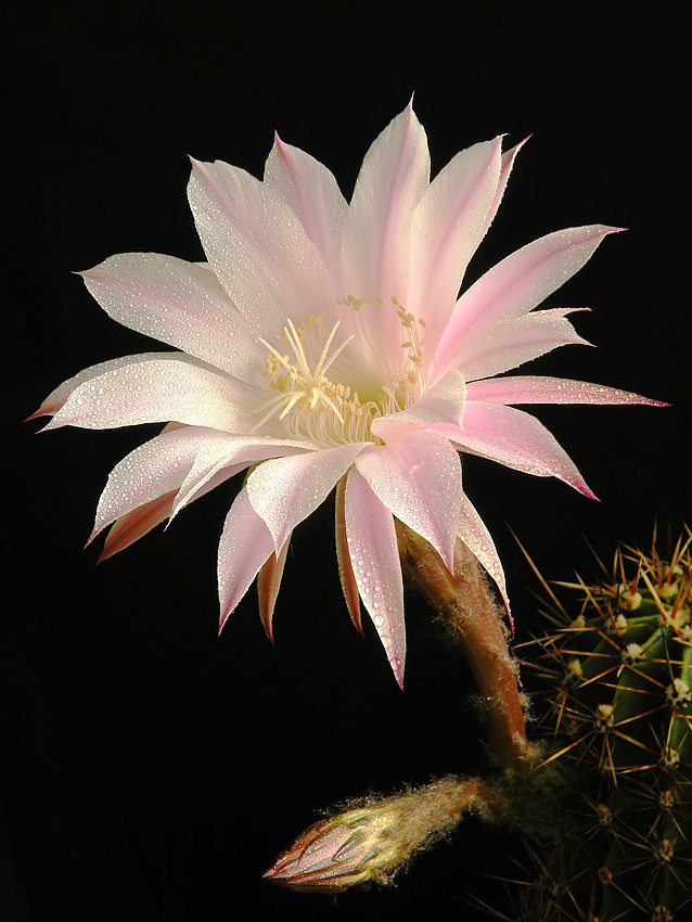 Echinopsis