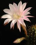 Echinopsis