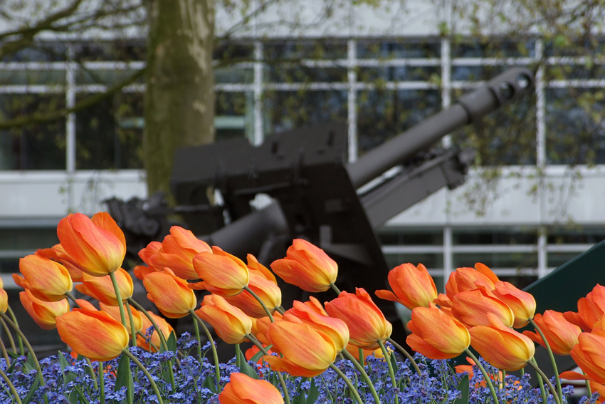 Pomarańczowe tulipany w Arnhem...