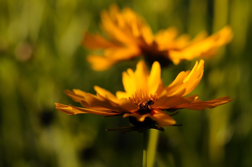 Coreopsis grandiflora