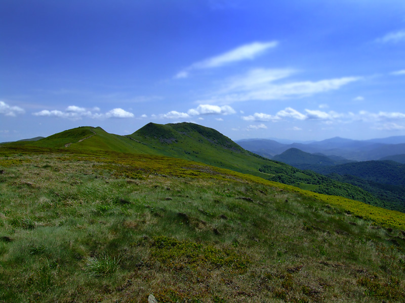 Tarnica