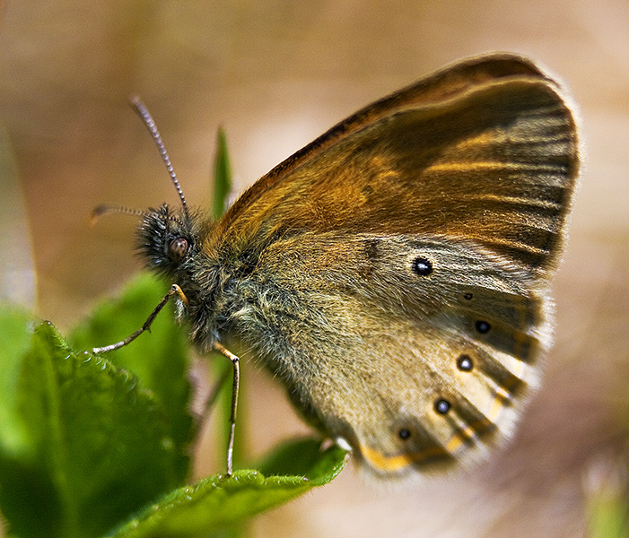 Strzępotek glycerion