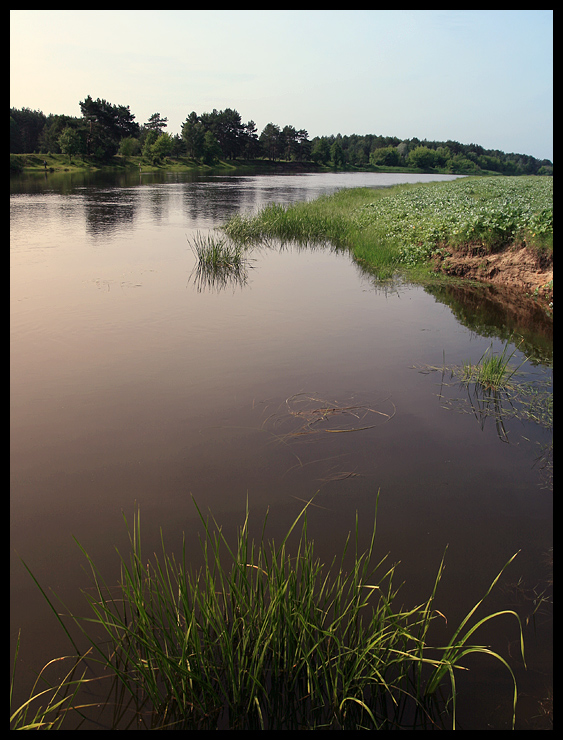 Narew