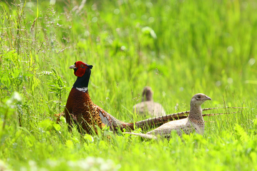 Bażanty Phasianus colchicus